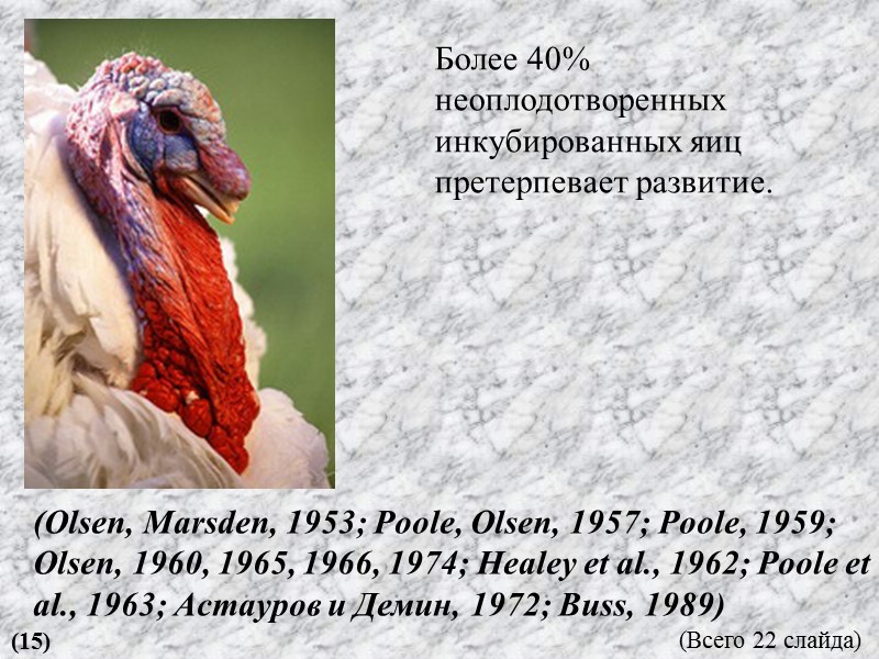 Более 40% неоплодотворенных инкубированных яиц претерпевает развитие. (Olsen, Marsden, 1953; Poole, Olsen, 1957; Poole,